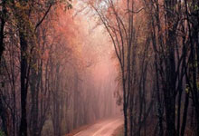 张楚桐：中国短道速滑女队一直在追赶男队 接力金牌来之不易为未来注入信心中国新闻网.